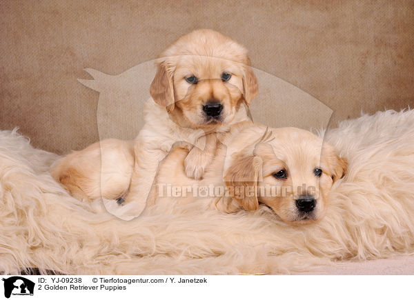 2 Golden Retriever Welpen / 2 Golden Retriever Puppies / YJ-09238