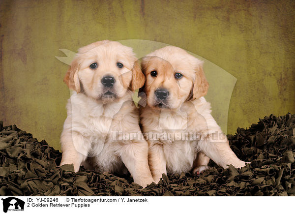 2 Golden Retriever Welpen / 2 Golden Retriever Puppies / YJ-09246