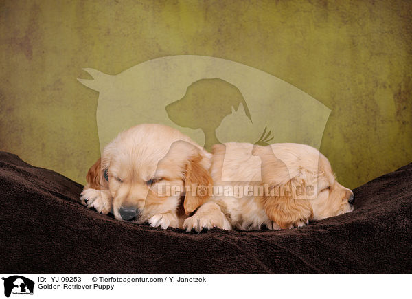 Golden Retriever Welpe / Golden Retriever Puppy / YJ-09253