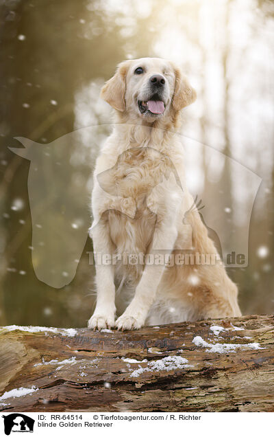 blinder Golden Retriever / blinde Golden Retriever / RR-64514