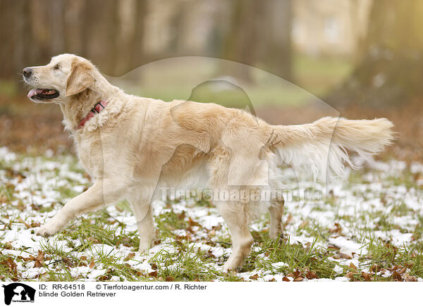 blinder Golden Retriever / blinde Golden Retriever / RR-64518