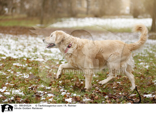 blinder Golden Retriever / blinde Golden Retriever / RR-64524