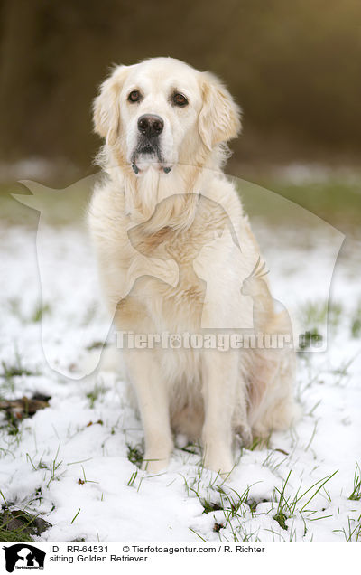 sitzender Golden Retriever / sitting Golden Retriever / RR-64531