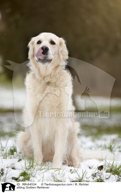 sitzender Golden Retriever / sitting Golden Retriever / RR-64534