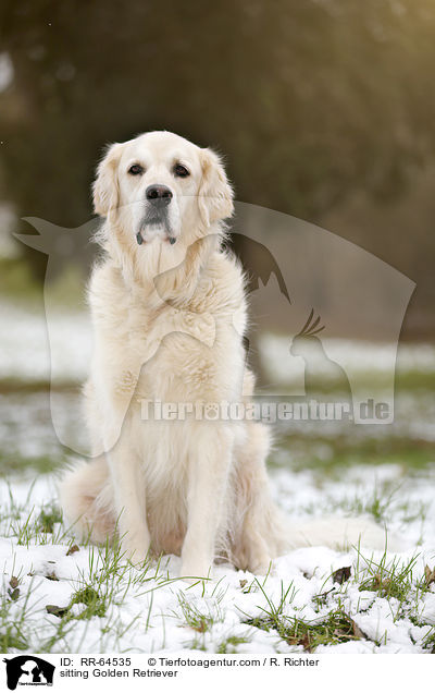 sitzender Golden Retriever / sitting Golden Retriever / RR-64535