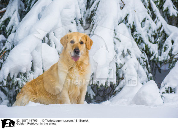Golden Retriever in the snow / SST-14765