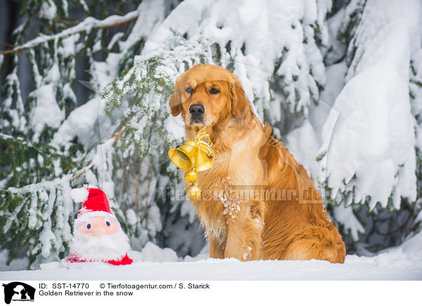 Golden Retriever im Schnee / Golden Retriever in the snow / SST-14770