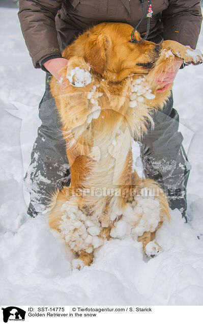 Golden Retriever im Schnee / Golden Retriever in the snow / SST-14775