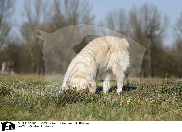 schnuppernder Golden Retriever / snuffling Golden Retriever / RR-65260