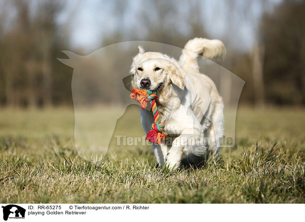 spielender Golden Retriever / playing Golden Retriever / RR-65275