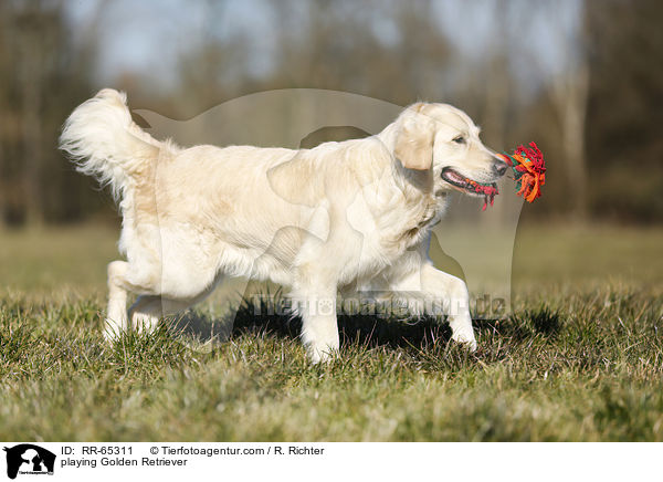 spielender Golden Retriever / playing Golden Retriever / RR-65311