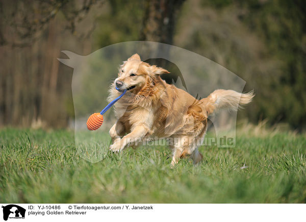 spielender Golden Retriever / playing Golden Retriever / YJ-10486