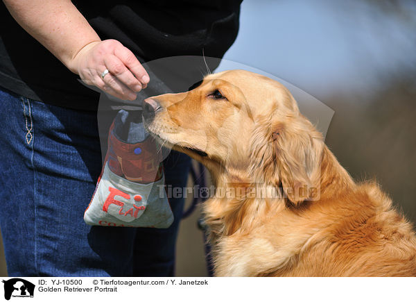 Golden Retriever Portrait / Golden Retriever Portrait / YJ-10500