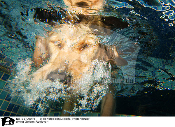 tauchender Golden Retriever / diving Golden Retriever / BS-06016