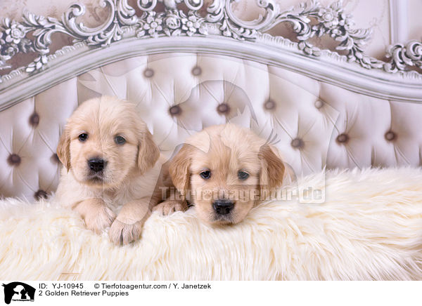 2 Golden Retriever Welpen / 2 Golden Retriever Puppies / YJ-10945