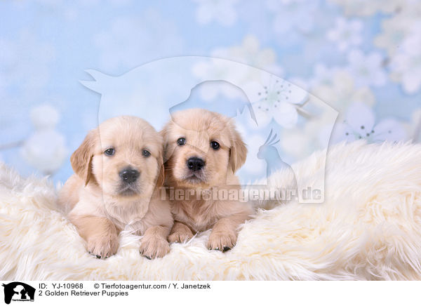 2 Golden Retriever Welpen / 2 Golden Retriever Puppies / YJ-10968