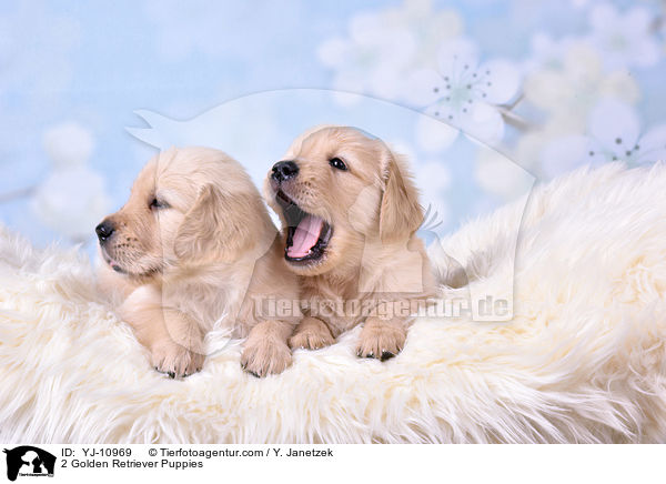 2 Golden Retriever Welpen / 2 Golden Retriever Puppies / YJ-10969