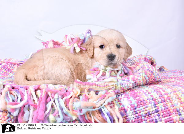 Golden Retriever Welpe / Golden Retriever Puppy / YJ-10974