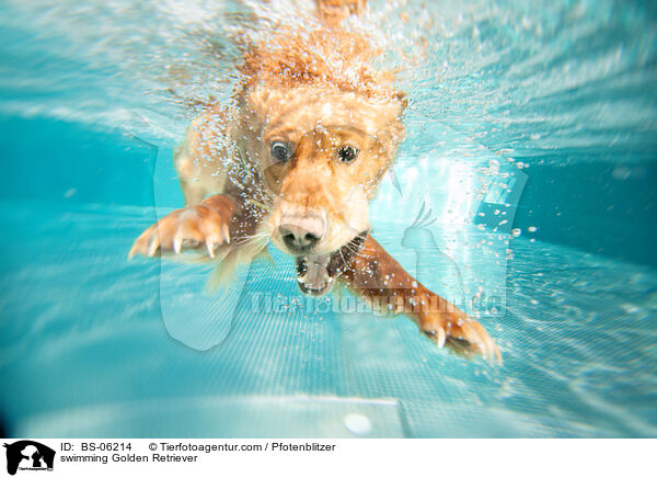 schwimmender Golden Retriever / swimming Golden Retriever / BS-06214
