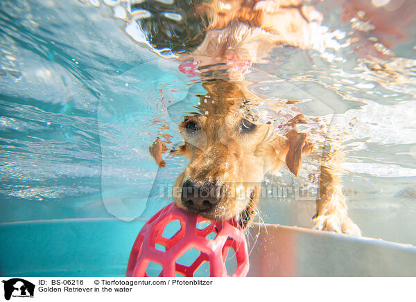 Golden Retriever im Wasser / Golden Retriever in the water / BS-06216