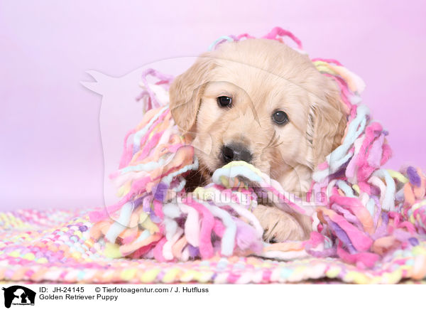 Golden Retriever Welpe / Golden Retriever Puppy / JH-24145