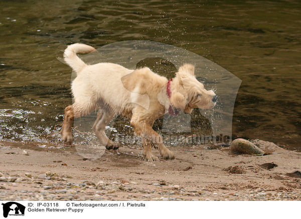 Golden Retriever Welpe / Golden Retriever Puppy / IP-03118