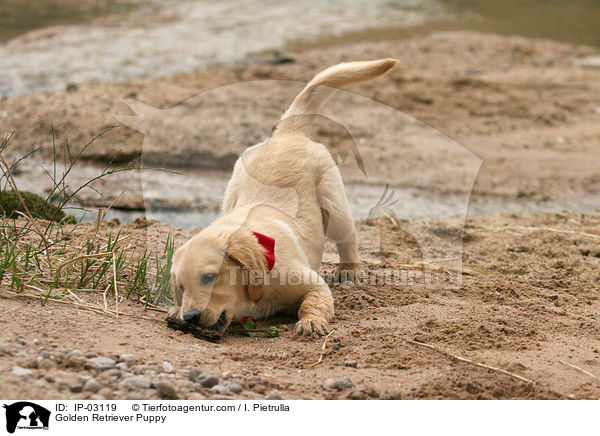 Golden Retriever Welpe / Golden Retriever Puppy / IP-03119