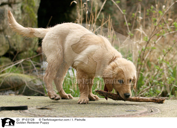 Golden Retriever Welpe / Golden Retriever Puppy / IP-03128