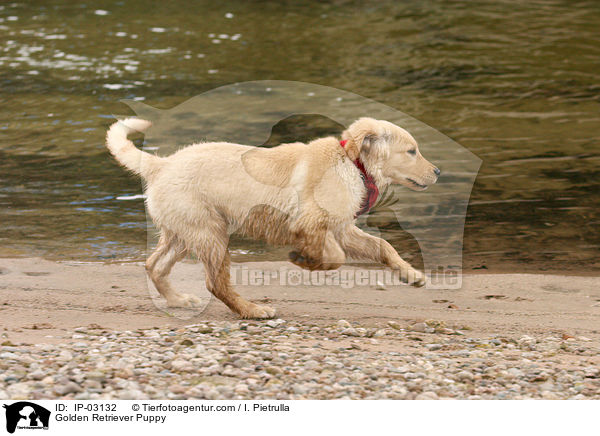 Golden Retriever Welpe / Golden Retriever Puppy / IP-03132