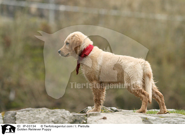 Golden Retriever Welpe / Golden Retriever Puppy / IP-03134