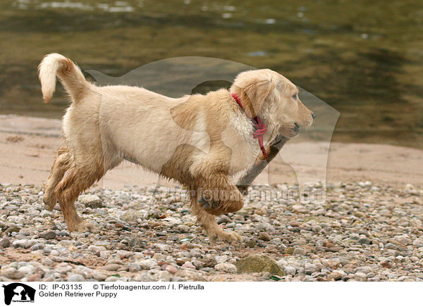 Golden Retriever Welpe / Golden Retriever Puppy / IP-03135