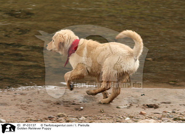 Golden Retriever Welpe / Golden Retriever Puppy / IP-03137