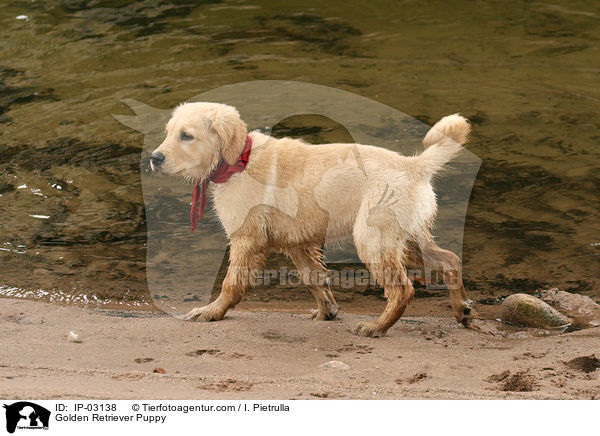 Golden Retriever Welpe / Golden Retriever Puppy / IP-03138