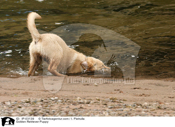 Golden Retriever Welpe / Golden Retriever Puppy / IP-03139