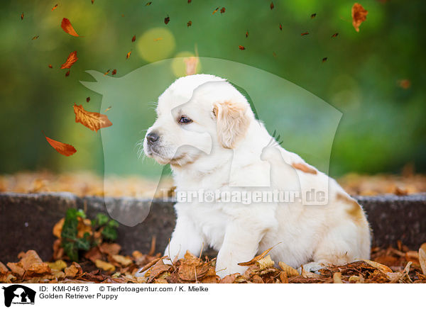 Golden Retriever Welpe / Golden Retriever Puppy / KMI-04673