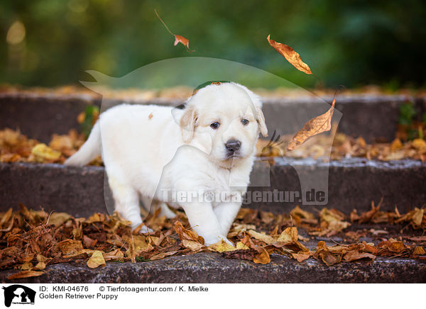 Golden Retriever Welpe / Golden Retriever Puppy / KMI-04676