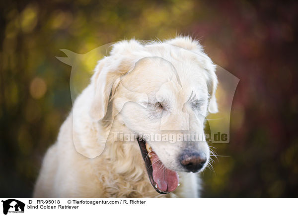 blinder Golden Retriever / blind Golden Retriever / RR-95018