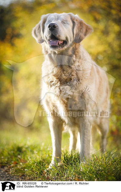 blinder Golden Retriever / blind Golden Retriever / RR-95026