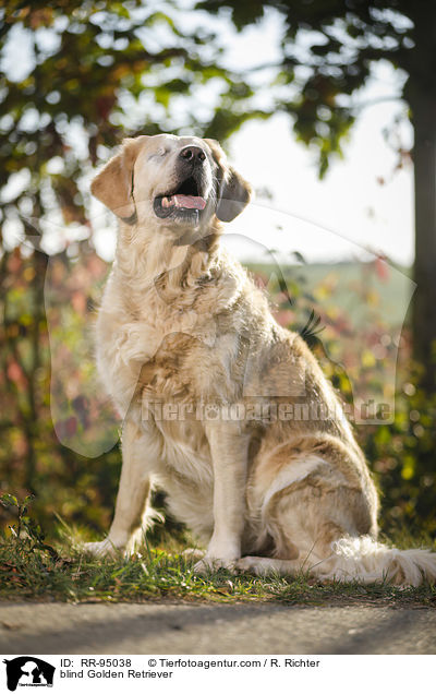 blinder Golden Retriever / blind Golden Retriever / RR-95038