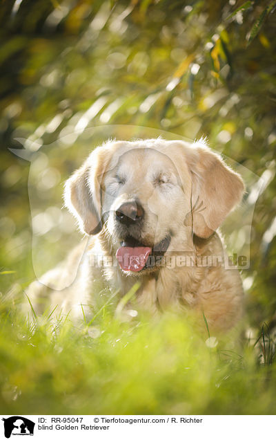 blinder Golden Retriever / blind Golden Retriever / RR-95047