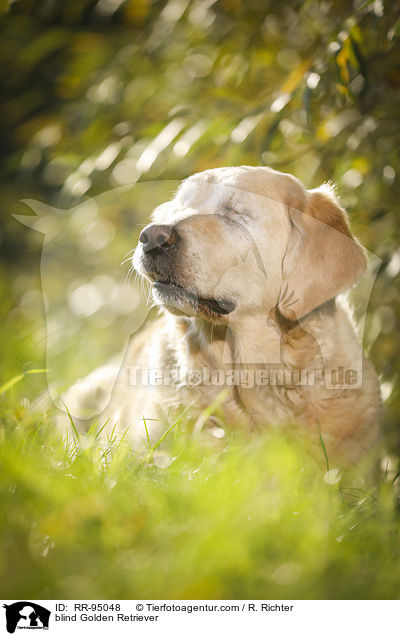 blinder Golden Retriever / blind Golden Retriever / RR-95048