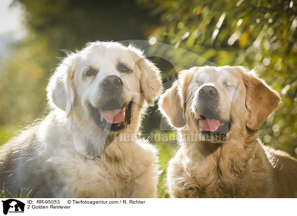 2 Golden Retriever / 2 Golden Retriever / RR-95053