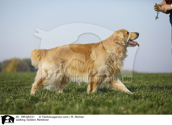 laufender Golden Retriever / walking Golden Retriever / RR-96231