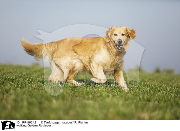 laufender Golden Retriever / walking Golden Retriever / RR-96242