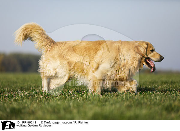 laufender Golden Retriever / walking Golden Retriever / RR-96248