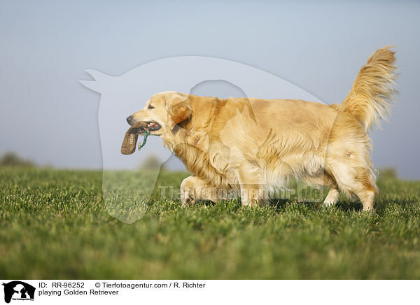 spielender Golden Retriever / playing Golden Retriever / RR-96252