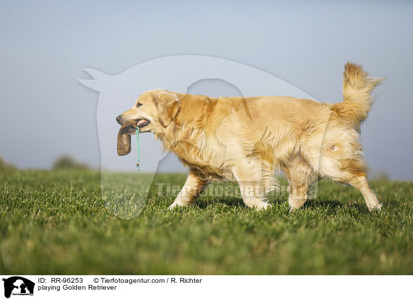 spielender Golden Retriever / playing Golden Retriever / RR-96253