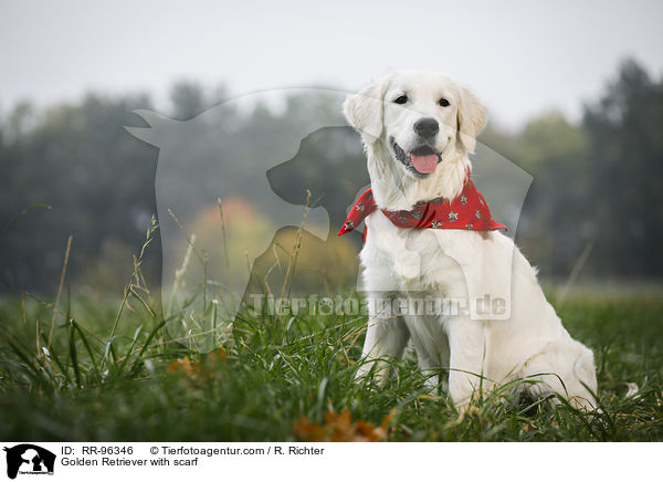 Golden Retriever mit Halstuch / Golden Retriever with scarf / RR-96346