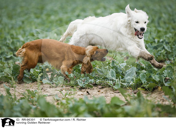 rennender Golden Retriever / running Golden Retriever / RR-96391