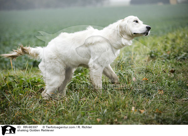 Golden Retriever schttelt sich / shaking Golden Retriever / RR-96397